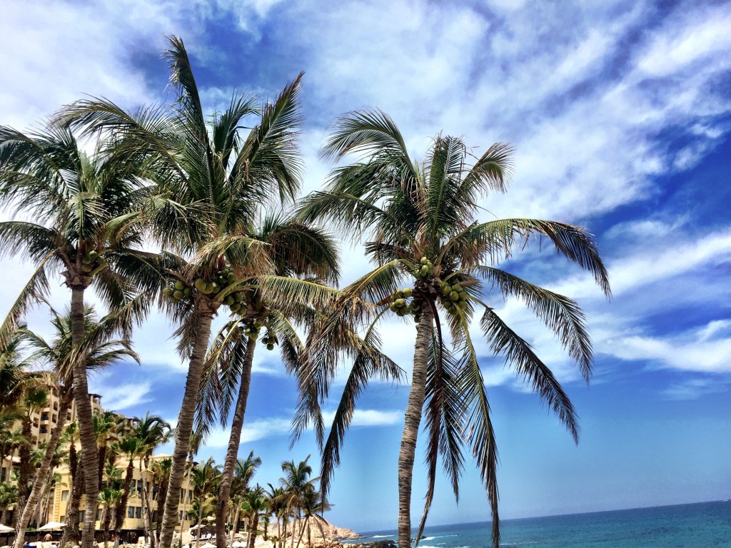 Palm trees at Cabo
